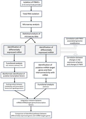 Grapefruit Juice Flavanones Modulate the Expression of Genes Regulating Inflammation, Cell Interactions and Vascular Function in Peripheral Blood Mononuclear Cells of Postmenopausal Women